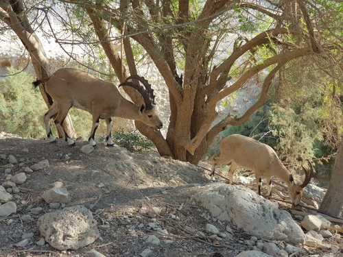 Nubian Ibex