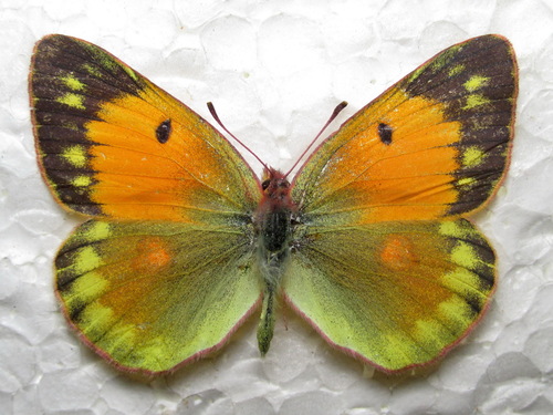 Danube Clouded Yellow