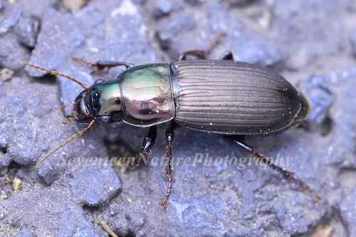 Harpalus chalcentus Bates, 1873