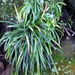 Haplopteris anguste-elongata - Photo (c) owl, all rights reserved, uploaded by owl