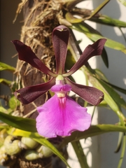 Encyclia cordigera image