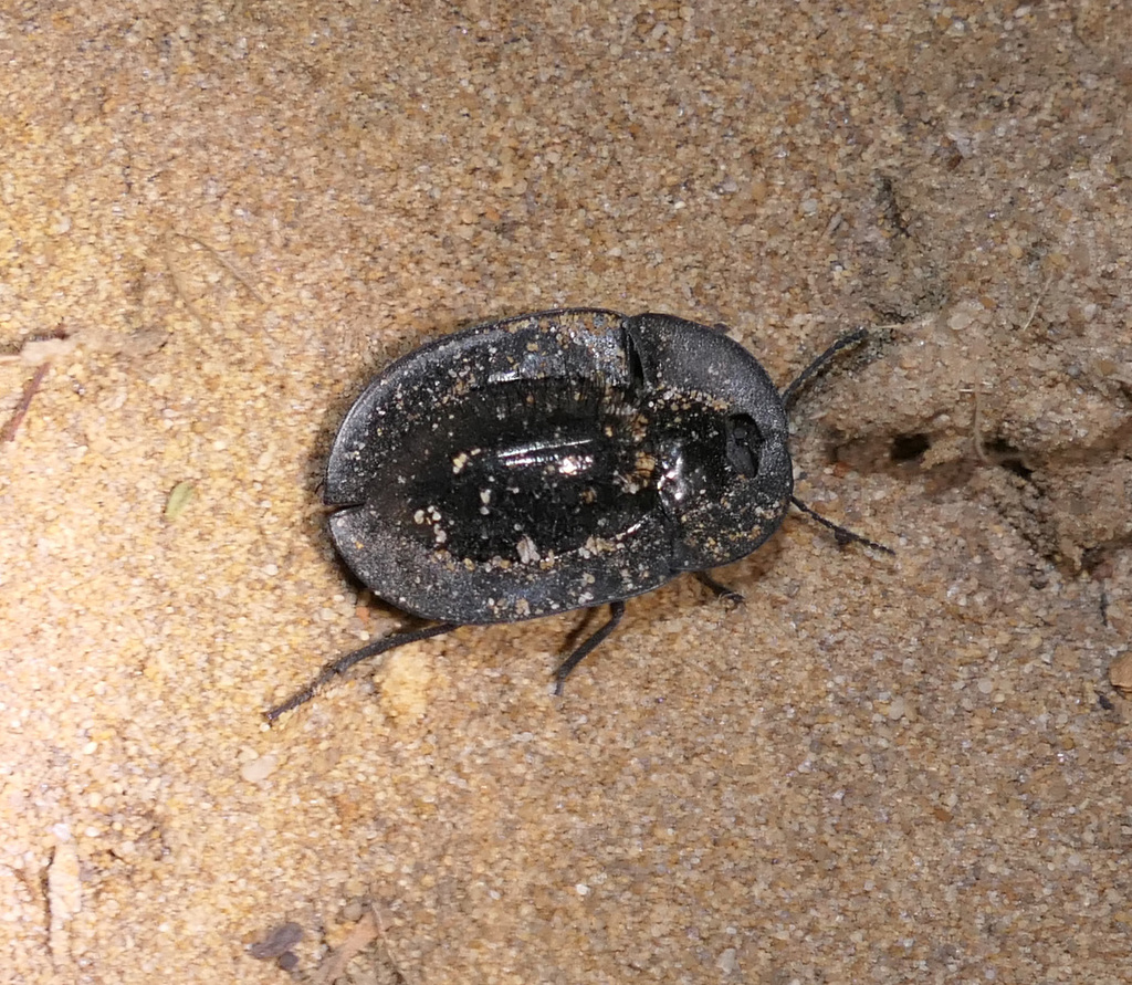 Piedish Beetles from Elleker WA 6330, Australia on March 03, 2023 at