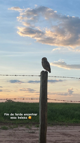 Burrowing Owl