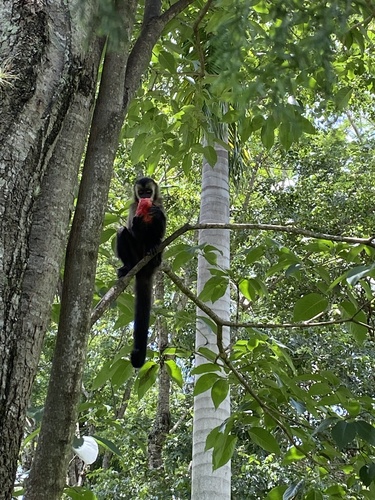 Black capuchin