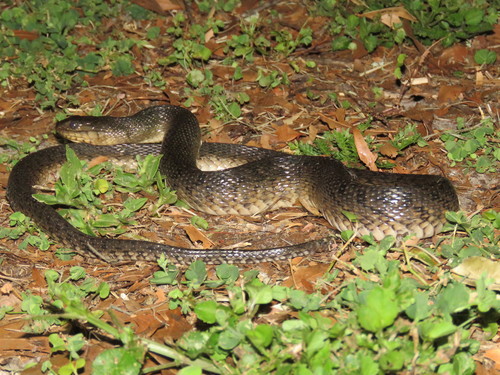 Florida Green Watersnake