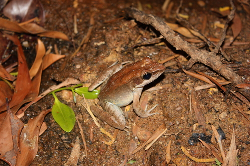 Australian Wood Frog