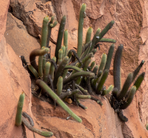 Arthrocereus spinosissimus
