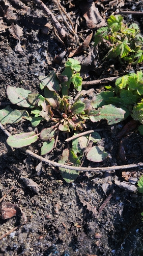 iNaturalist observation photo of Plants