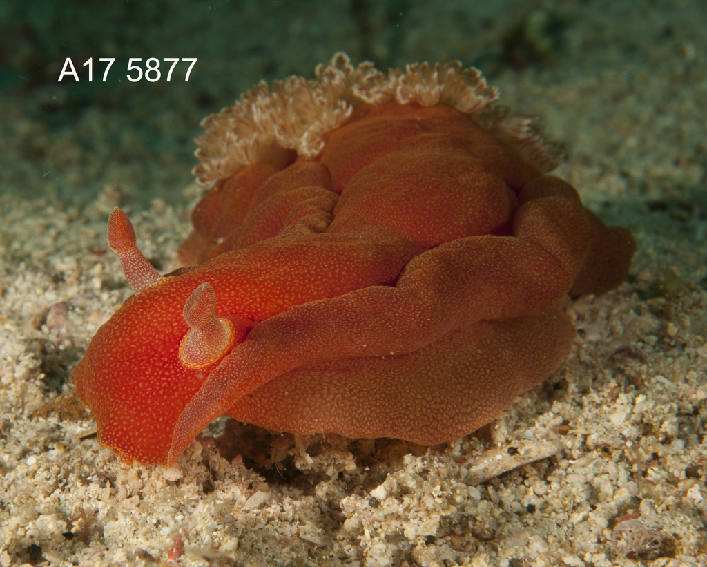 Spanish Dancer Nudibranch