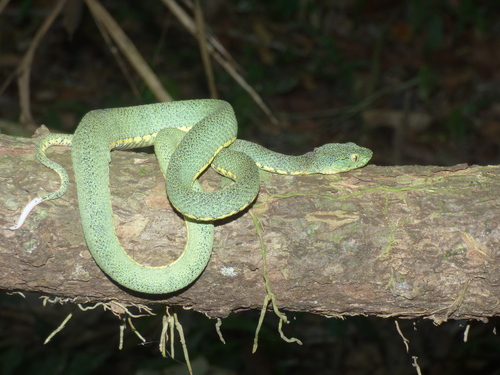 Green Jararaca