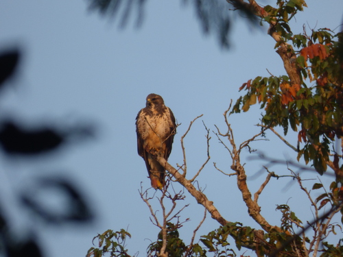 Swainson's Hawk