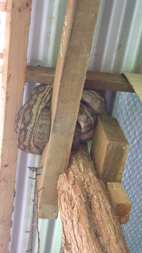 Australian Scrub Python sighting