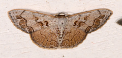 Image of Idaea fervens