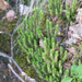 Fir Clubmoss - Photo (c) Tig, all rights reserved