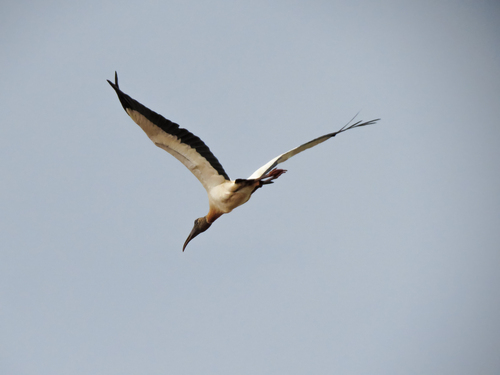Wood Stork