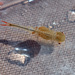 European Fairy Shrimp - Photo (c) Tig, all rights reserved