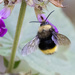 Oaxacan Bumble Bee - Photo (c) tbjwildlife, all rights reserved