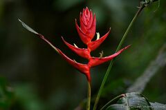 Heliconia lankesteri image