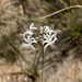 Nerine rehmannii - Photo (c) Carel Fourie, όλα τα δικαιώματα διατηρούνται, uploaded by Carel Fourie