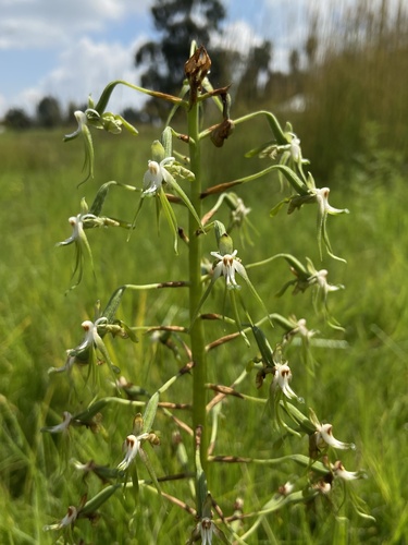 Paleface Ghost Orchid