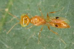 Image of Microstigmus adelphus