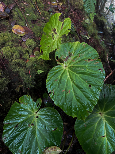 Begonia venusta · BioDiversity4All