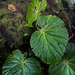 Begonia venusta - Photo (c) 許順業 Koh Soon Yap, כל הזכויות שמורות, הועלה על ידי 許順業 Koh Soon Yap