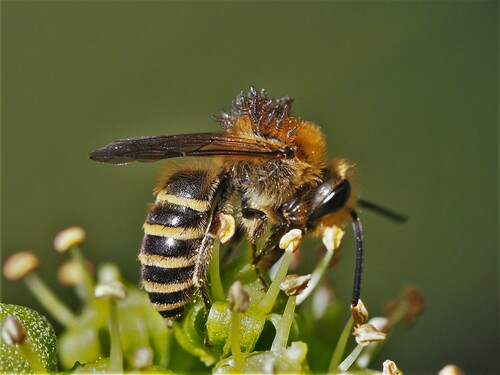 Ivy Cellophane Bee