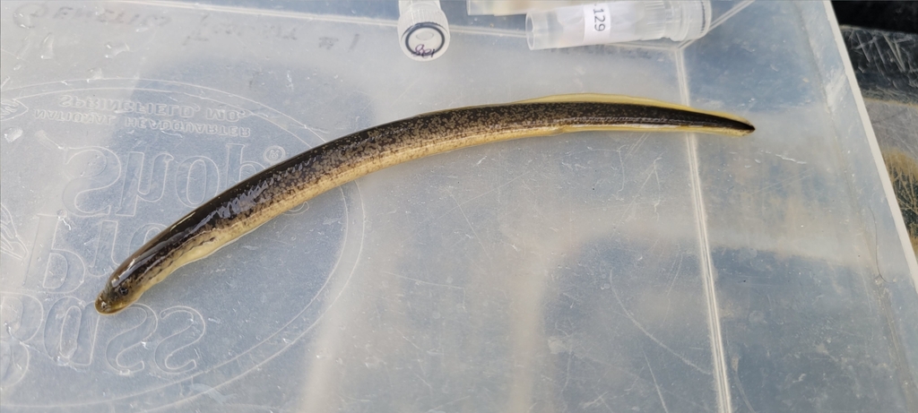 Northern Brook Lamprey from Spring Creek Township, MO, USA on March 1 ...