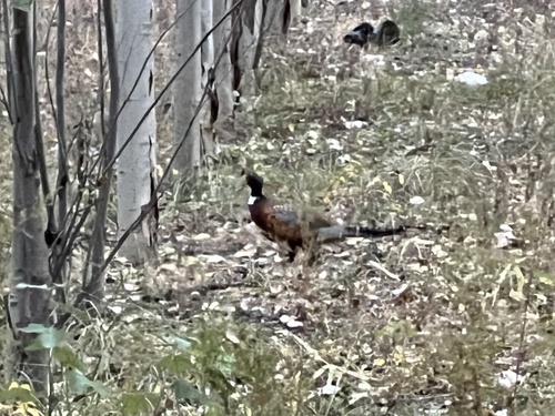 Ring-necked Pheasant