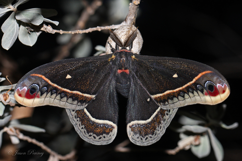 Calleta Silkmoth