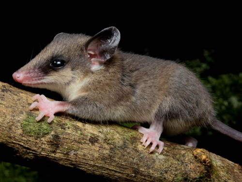 Brazilian Slender Opossum (Marmosops paulensis) — Least Concern Mammalia
