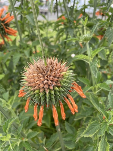 lion's ear