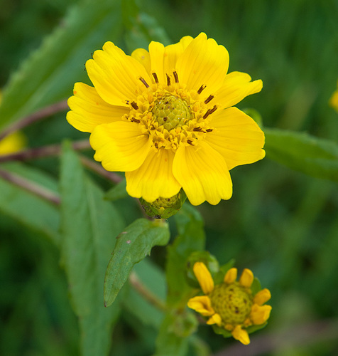 Guizotia
