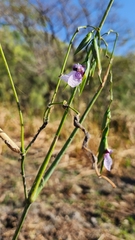 Thalia geniculata image