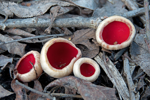 Sarcoscypha