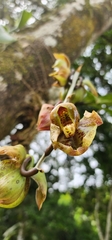 Catasetum maculatum image