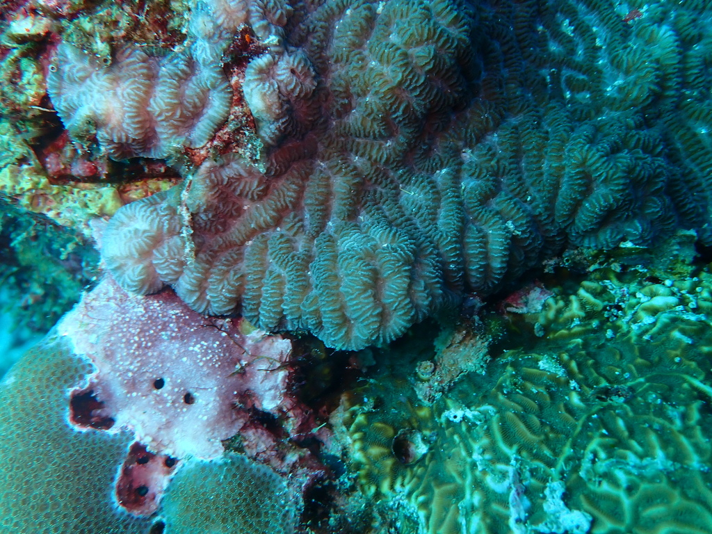 Merulinidae Merulinidae from Pulau Pom Pom, Sabah, Malaysia on February 25, 2023 at ...