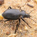 Black Calosoma - Photo (c) Winsten Slowswakey, all rights reserved, uploaded by Winsten Slowswakey