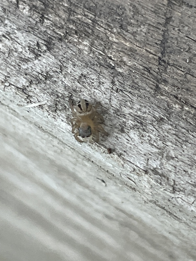 White Garland House Hopper from Lawson Ave, Frankston South, VIC, AU on March 05, 2023 at 0528