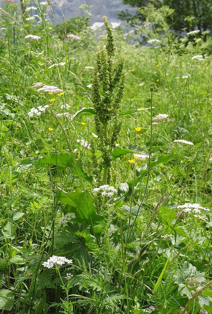 Rumex longifolius