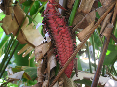 Heliconia mariae image