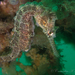 Observation photo