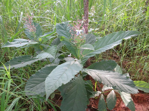 Rotheca alata