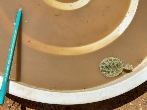 Helmeted Turtle