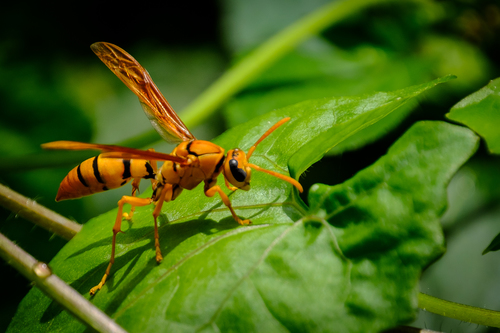 Polistes buruensis