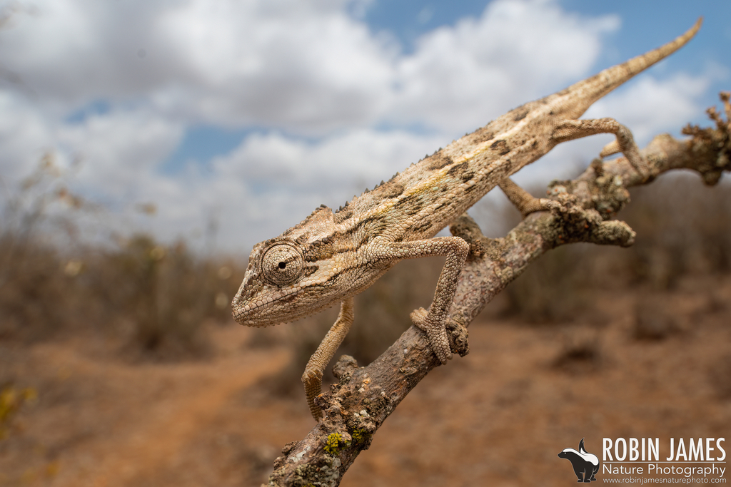 Side-striped Chameleon (Trioceros bitaeniatus) · iNaturalist