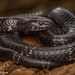 East African Garter Snake - Photo (c) Robin James, all rights reserved, uploaded by Robin James