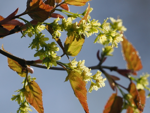 Acer caudatifolium Hayata