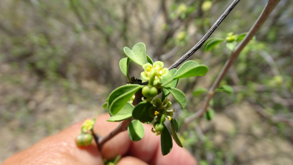 Euphorbia californica from La Paz, B.C.S., México on March 04, 2023 at ...